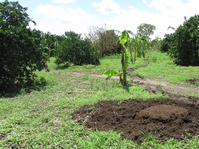 Animal manure use in a citrus orchard
