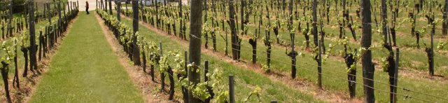 Permanent grass cover in vineyards