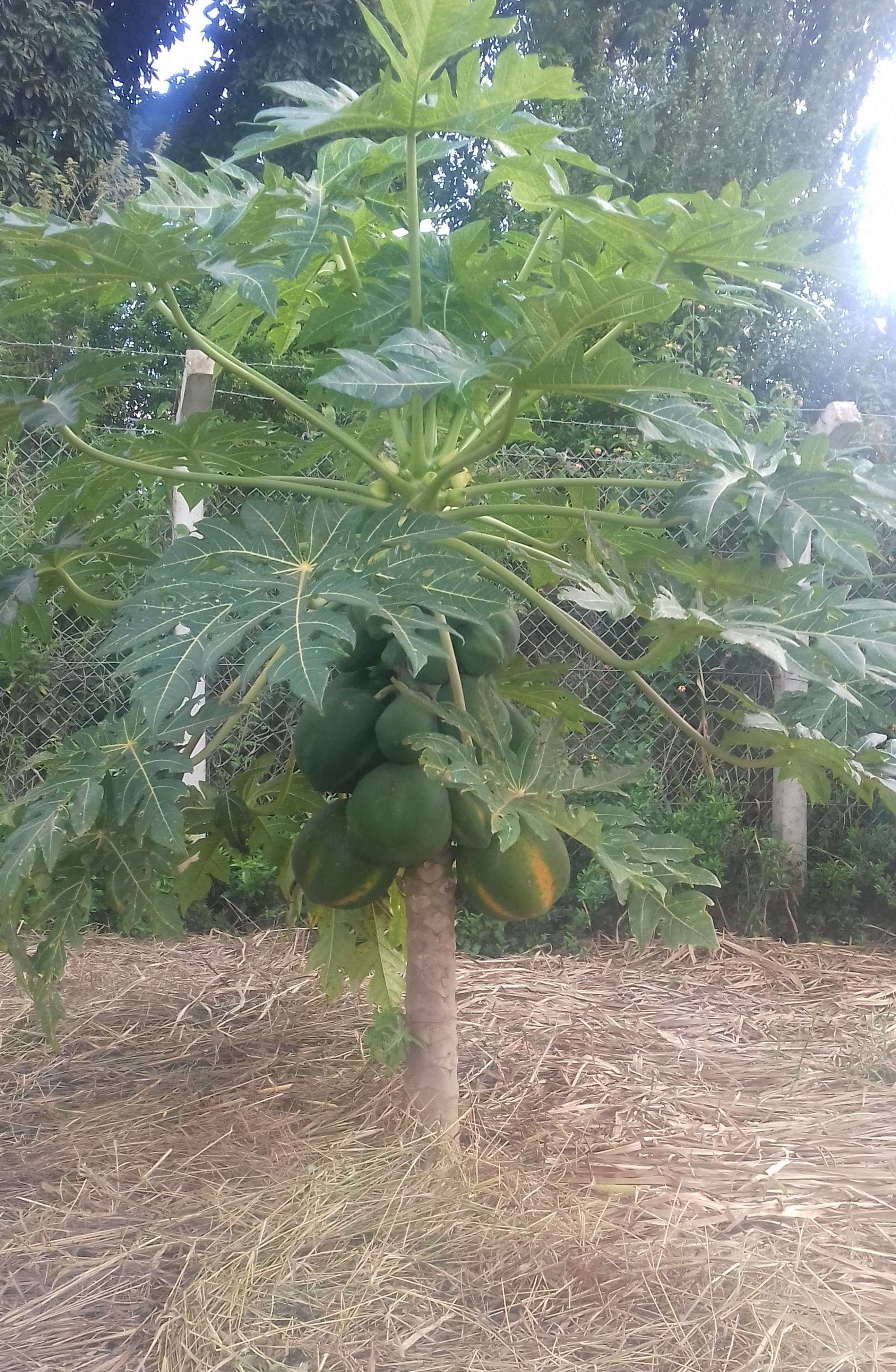 Photo showing Pawpaw growing with mulching in Mukono District