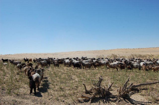 Pasture rotation in the desert areas of Uzbekistan (CACILM)