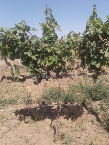 Повышения водоудерживающие способности почв в богарных виноградниках способом  высокоштамбовая формировка виноградного куст с свободным свисанием побегов