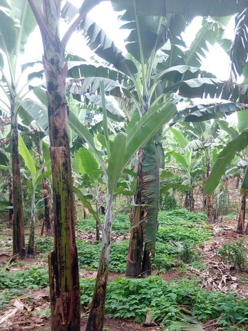 Lab lab inter-crop for improvement of soil fertility for banana production