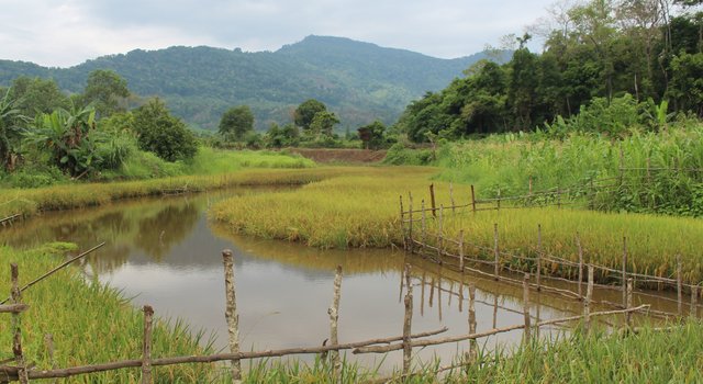 Dry season rice on flat areas of stream banks