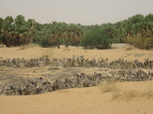 Fixation des dunes sur des terres communautaires sylvo-pastorales (cuvettes oasiennes) des départements de Gouré et de Maïné-Soroa