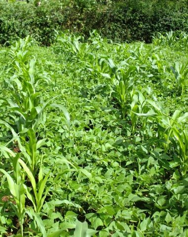 Cover crops