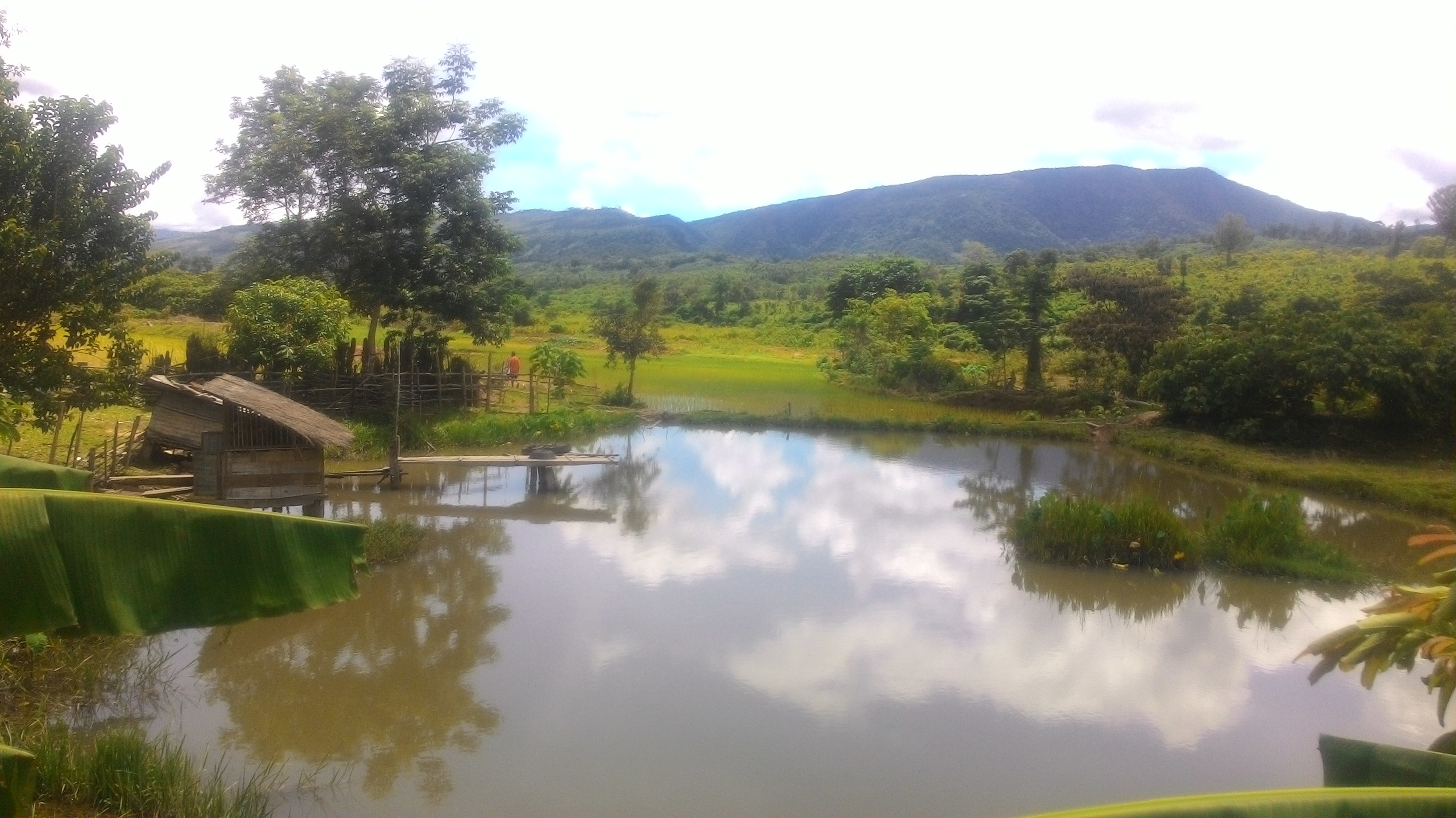 Fish pond adjacent to paddy rice field