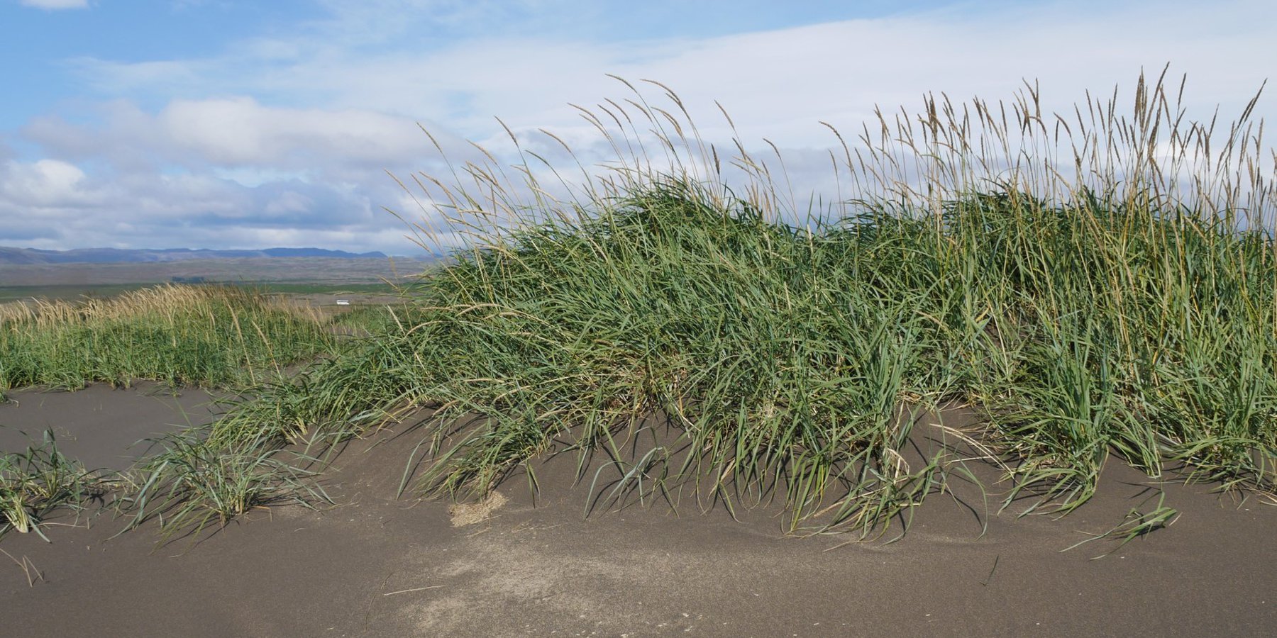 Lime grass grows successfully in sandy underground and thus protects the soil from wind erosion.