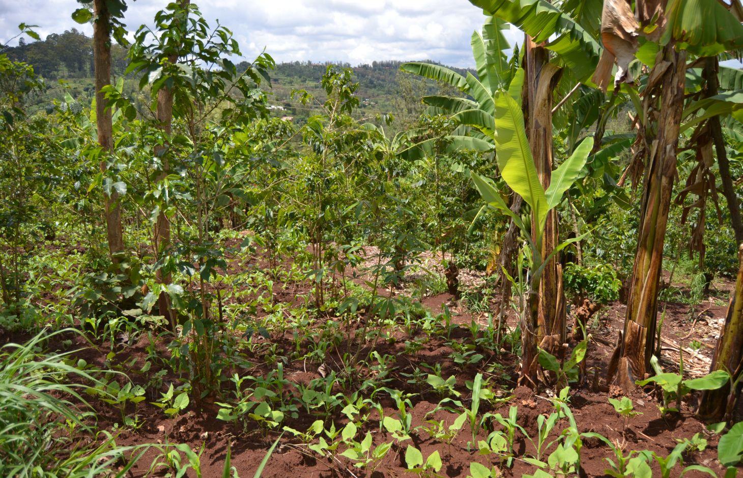 Coffee plantation, maize-beans and Bananas