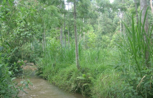 Productive use of the riparian area using Napier grass and protection of the riverbank with indigenous trees at Kapingazi River