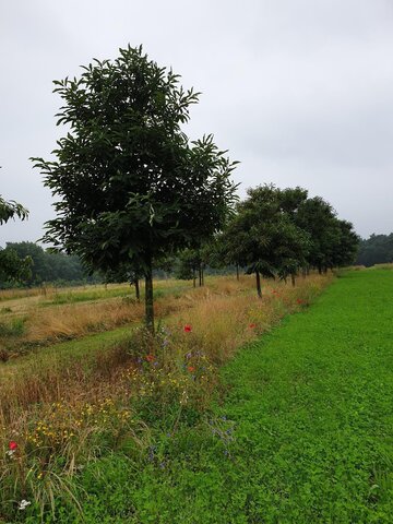 Alley cropping with nut trees