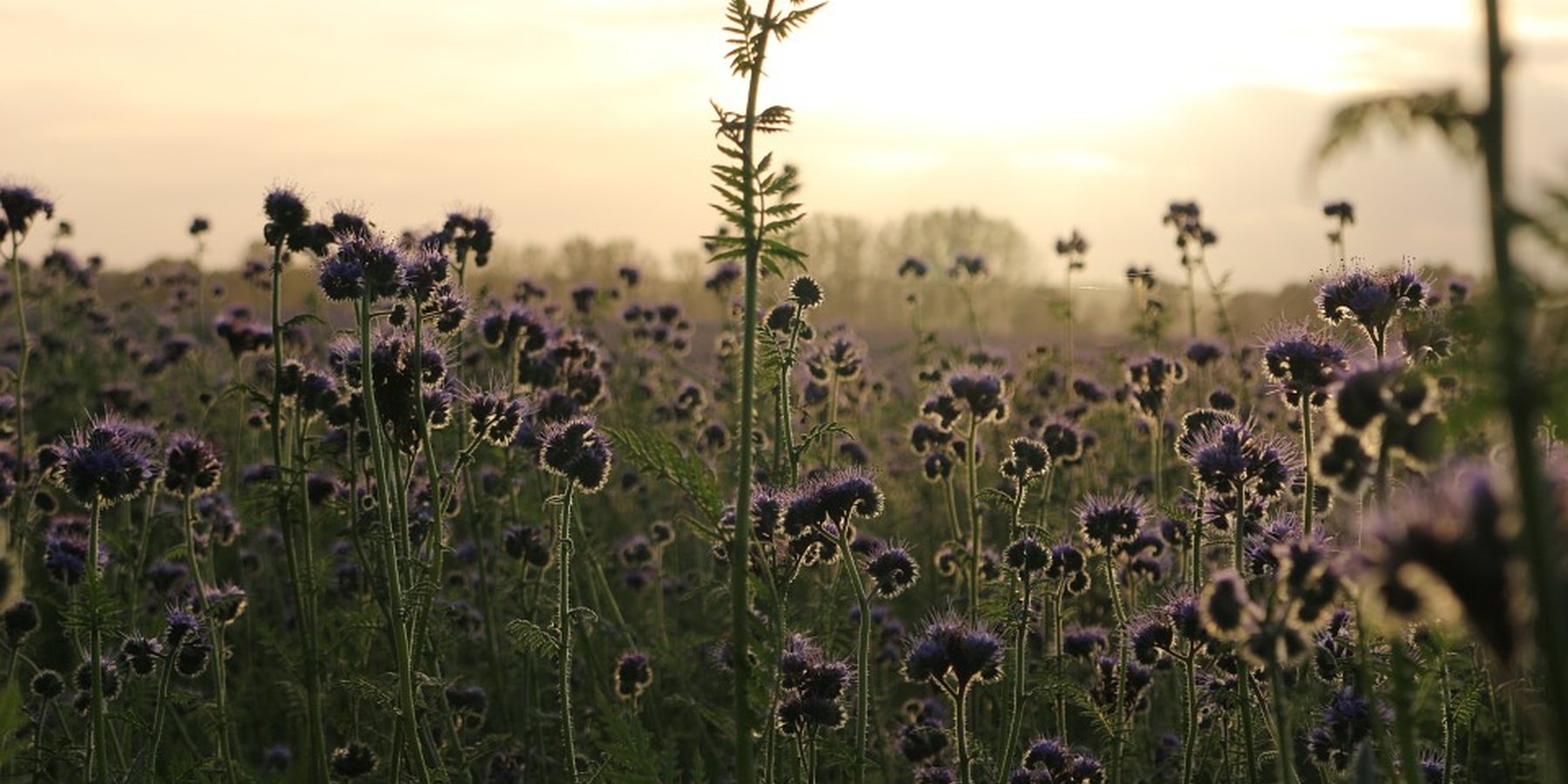 Phacelia tanacetifolia is a species of phacelia known by the common names lacy phacelia, blue tansy or purple tansy.