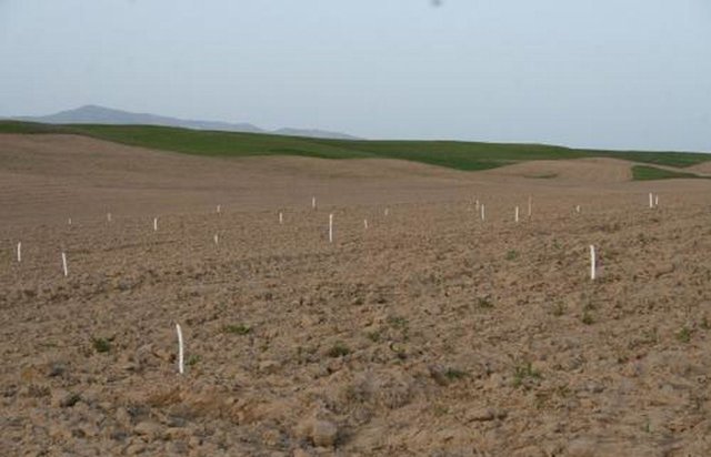 Улучшение земель в аридных условиях через создание фисташковых сортовых плантаций (ИСЦАУЗР)