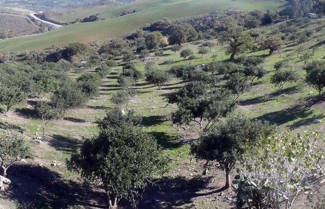 Grazing land afforestation with Ceratonia siliqua (carob trees) in the Mediterranean