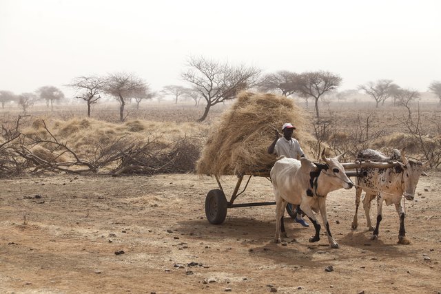 Community participation in large-scale land restoration for Africa’s Great Green Wall programme