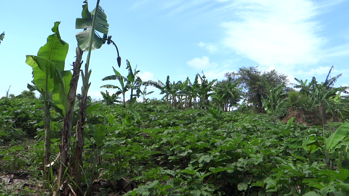 A banana plantation protected from winds by woodland in Northern Uganda