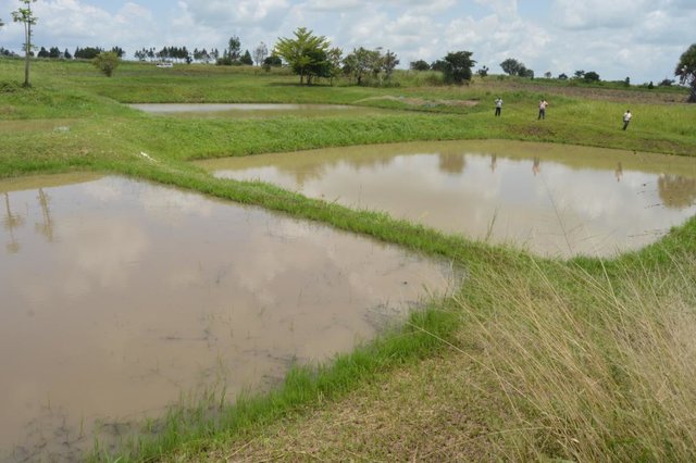 FISH FARMING (AQUACULTURE) FOR INCOME GENERATION AND WATER CONSERVATION