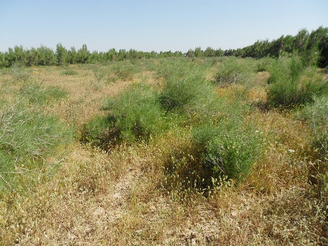 Pasture shelterbelts in the desert zone