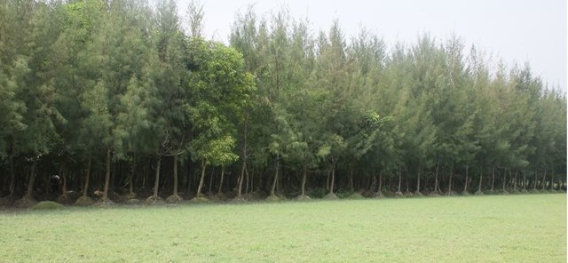 Mound plantation in coastal area with non-mangrove plant species for land stabilization