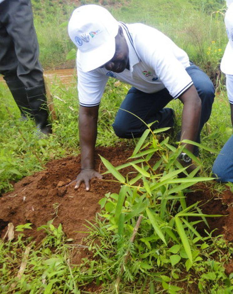 La plantation des bambous le long des berges des rivières Waga et Kayokwe a démarré avec Décembre 2012