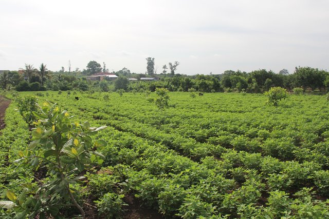 Agroforestry-intercropping of peanut  between cashew nut trees in upland areas
