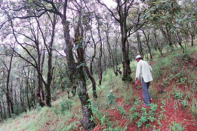 Broadleaf Plantations, Assisted Tree Regeneration and Fodder Nurseries for Sustainable Forest Management