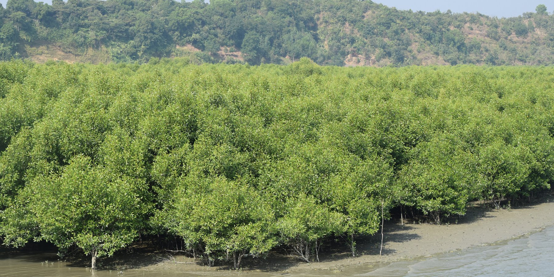 Afforestation with mangrove plant to protect land degradation and coastal erosion