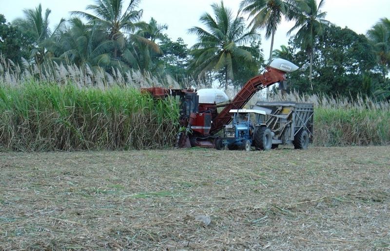 Harvesting of green sugar cane  and simultaneous spreading of the separated residues, leaving a dense mulch cover, the so called green cane trash blanket.
