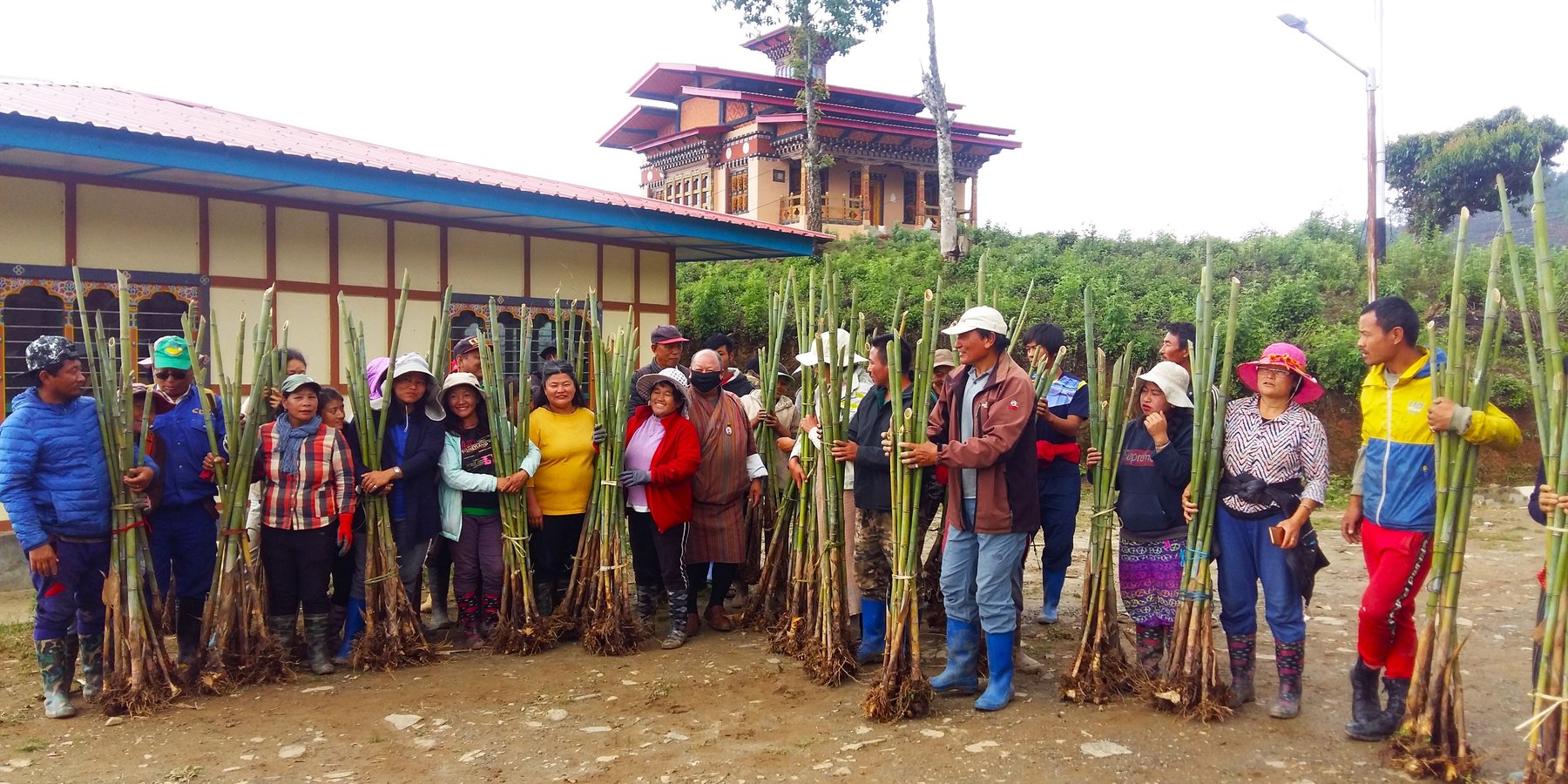 Bamboo rhizomes distributed to land users for plantation