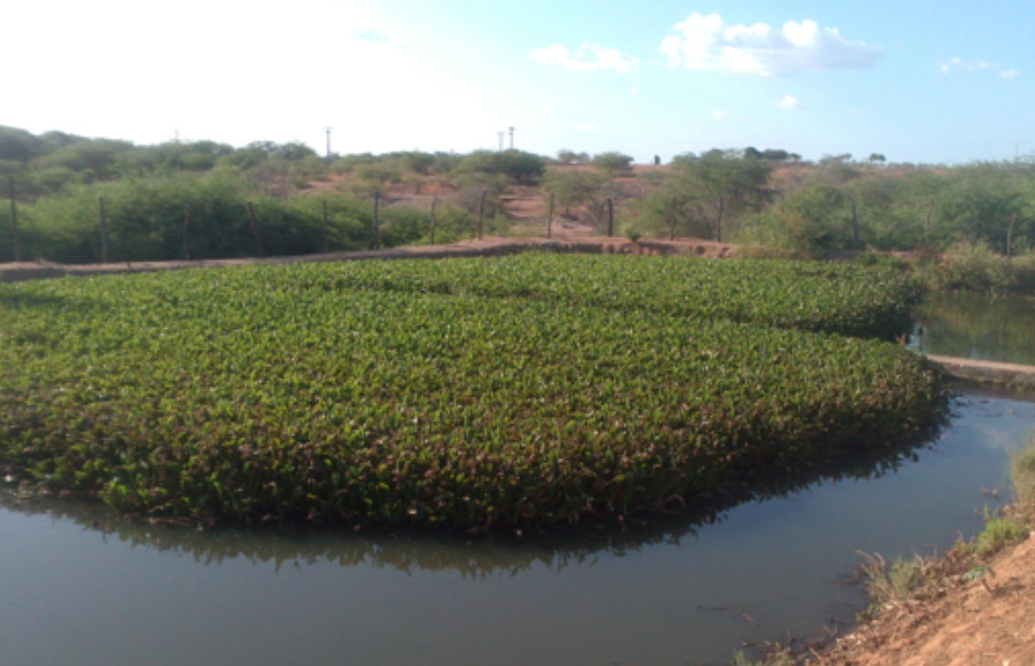 Vista das subdivisões contendo as macrófitas Eichhornia crassipes