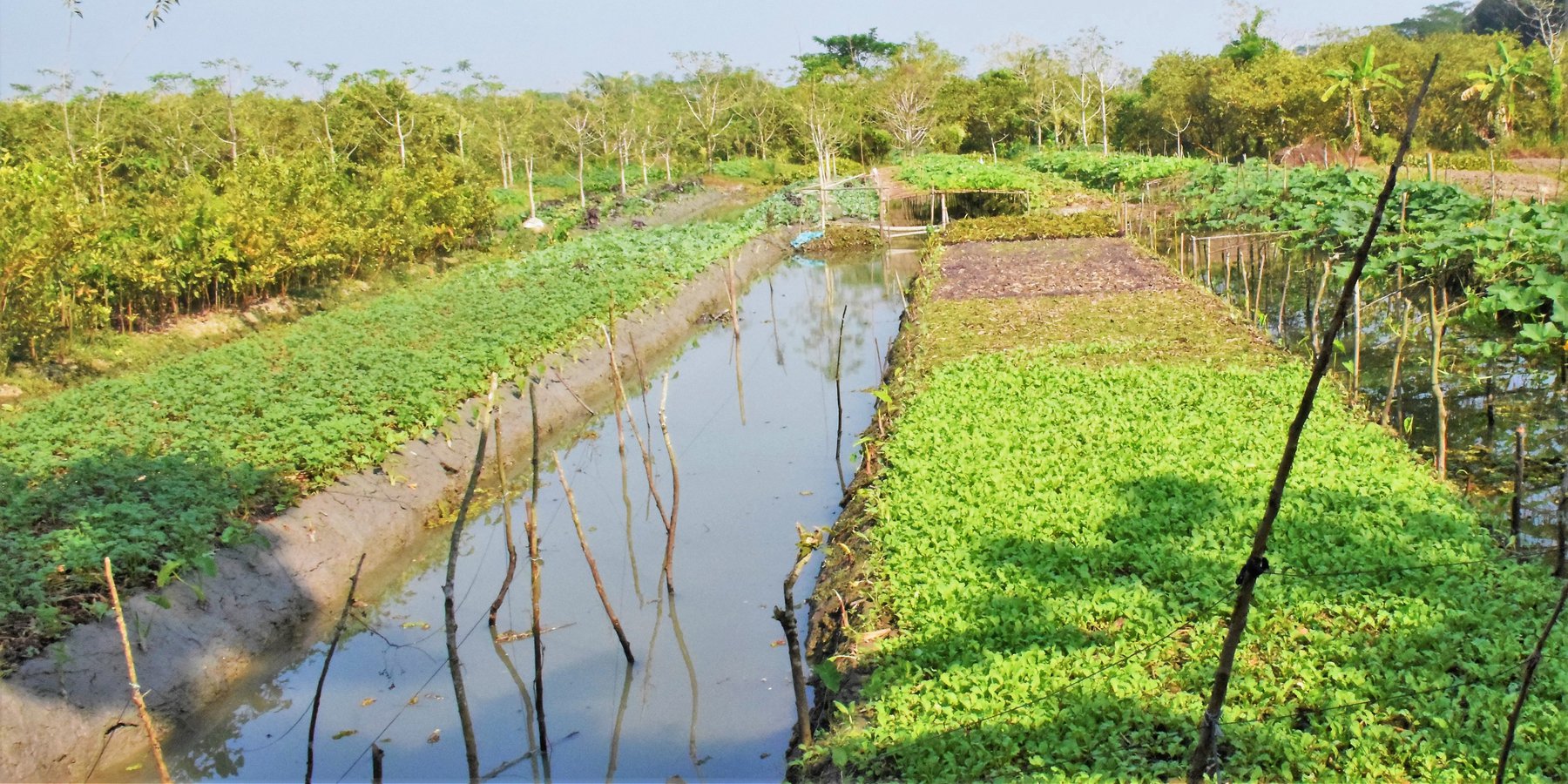 Typical Dyke and Ditch (Kandi-Berh) crop management system of Swarupkathi