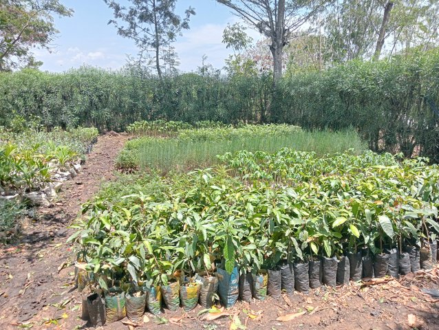 Promotion of different trees for agroforestry