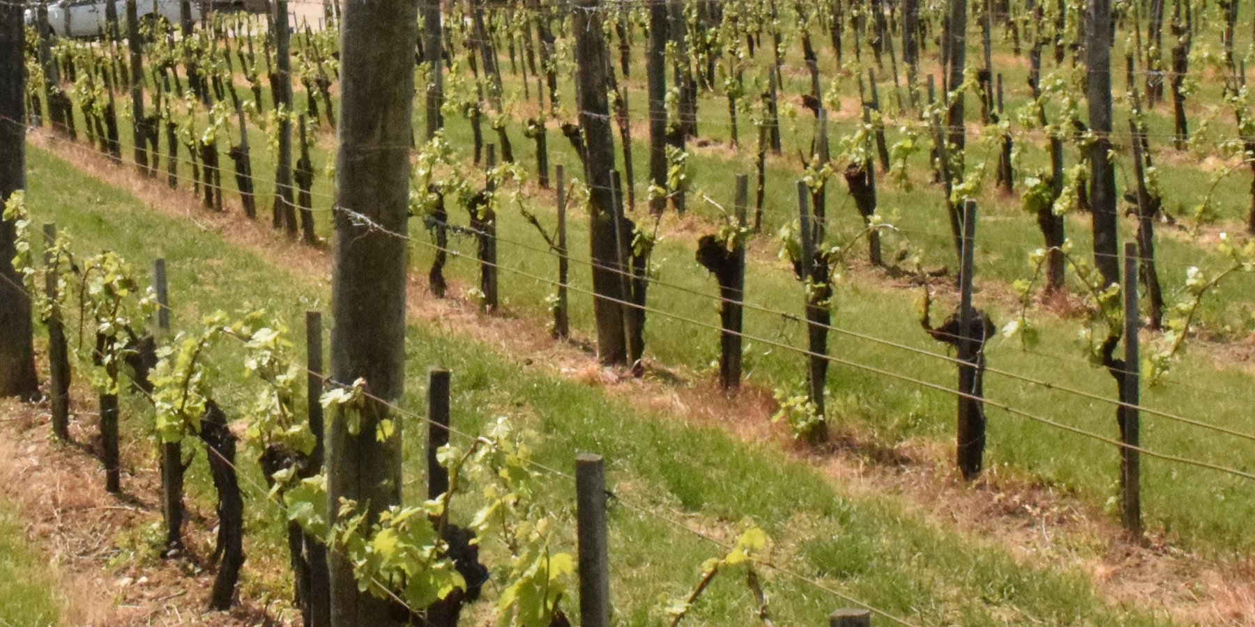 Permanent grass covers the soil surface in vineyards