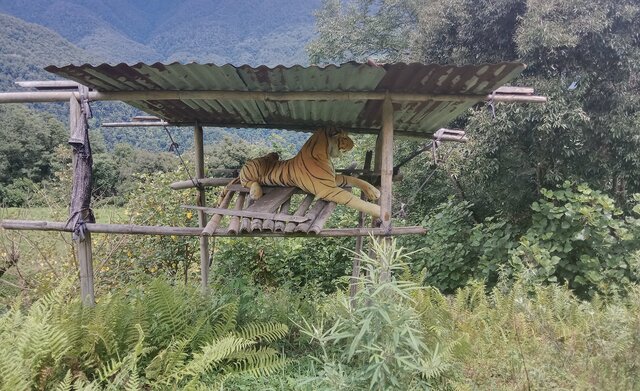 Use of Dummy Tigers to Repel Wild Animals