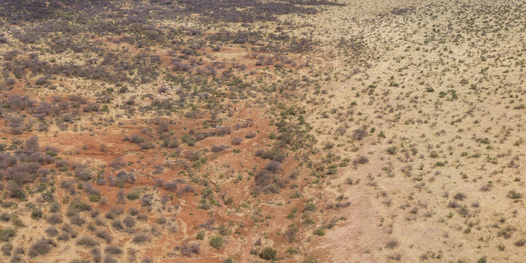 Site de la Réserve naturelle communautaire de Kalama, traité avec la Technologie de restauration (à droite), à côté de la zone non traitée (à gauche).