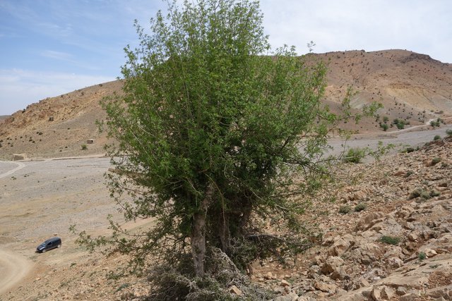 Taille de frêne dimorphe (Fraxinus dimorpha) en têtard pour l'utilisation comme fourrage.