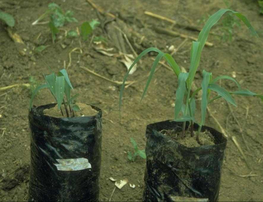 Investigación participativa: plantas de maiz (3 semanas) en tierra sin conservación de suelo (izquierda) y con tierra de zanja (derecha).