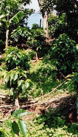 Agrosilvicultura con café orgánico