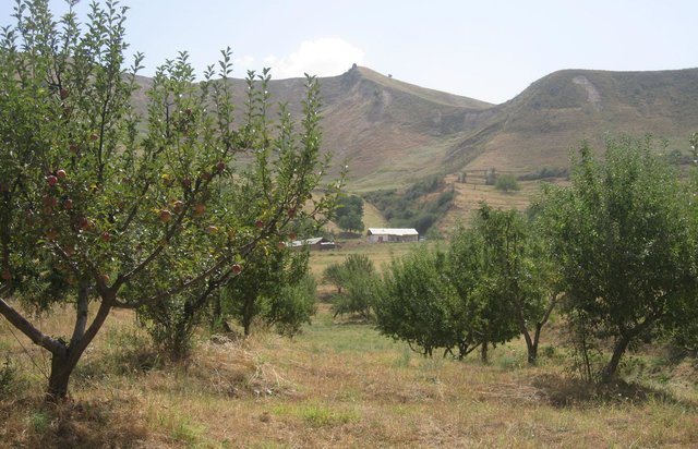 Silvo-pastoralism: Orchard with integrated grazing and fodder production