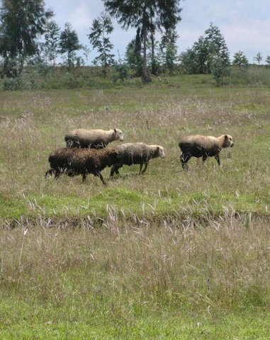 Rotational grazing