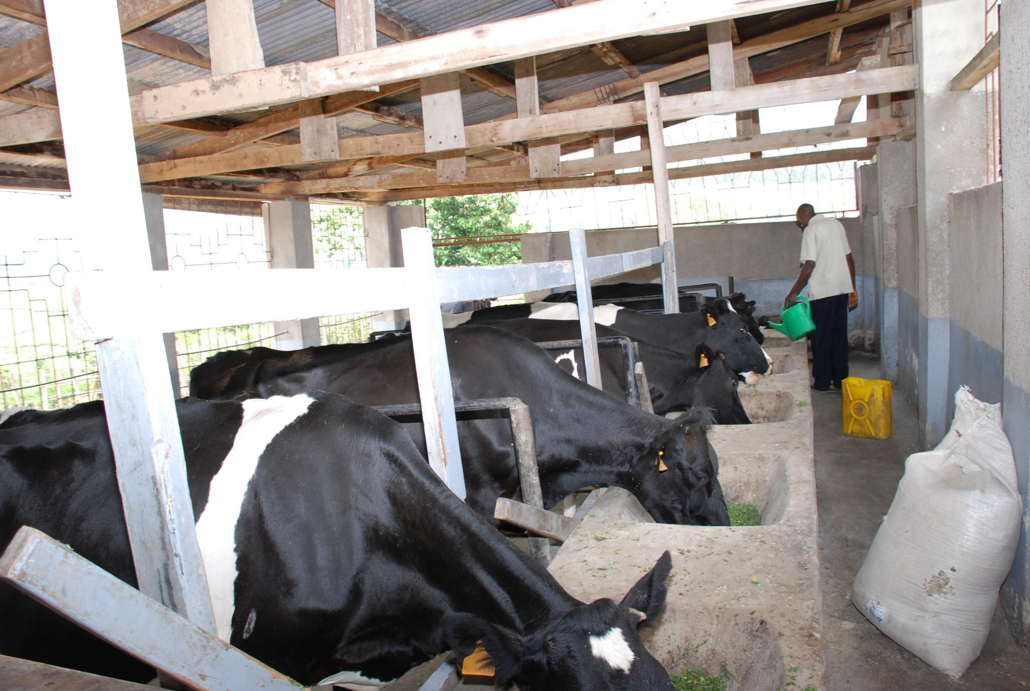 Dairy cattle feeding on fodder in the parlour