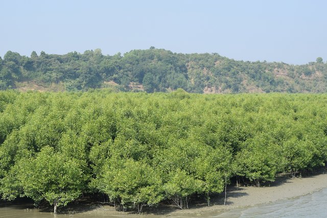 Afforestation with mangrove plants to protect land degradation