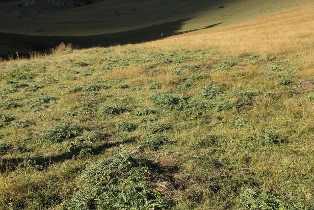Pasture-weed control by thistle cutting