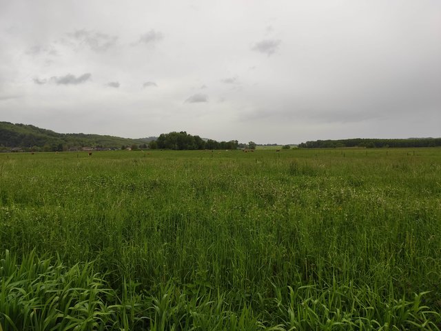 Meadows and pastures