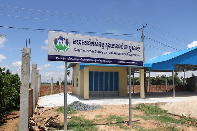 A Safe Vegetable Growers Group in the Svaymeanchey Satrey Samaki Agricultural Cooperative