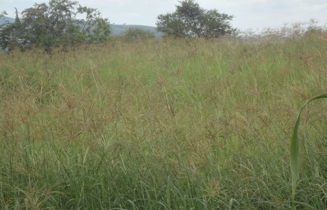 Improved fodder production on degraded pastureland