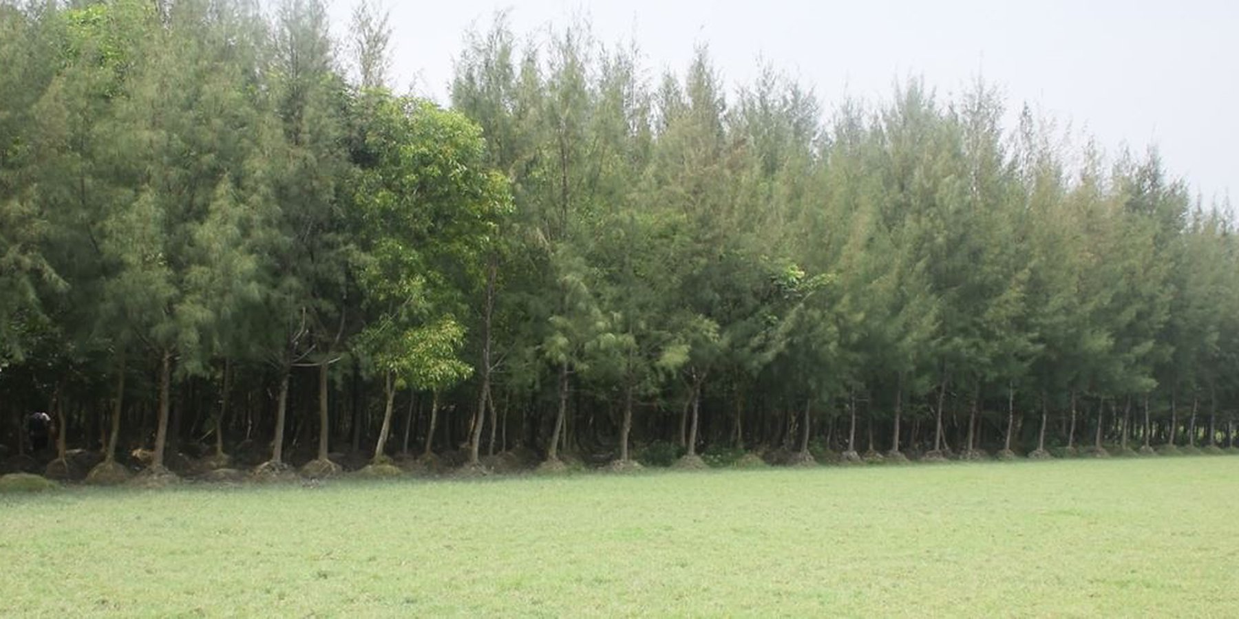 Mound plantation with non-mangrove plant species in coastal areas for land stabilization