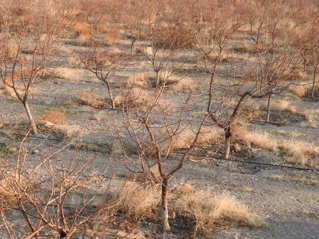 Applying drip irrigation for efficient irrigation water use in varying contexts