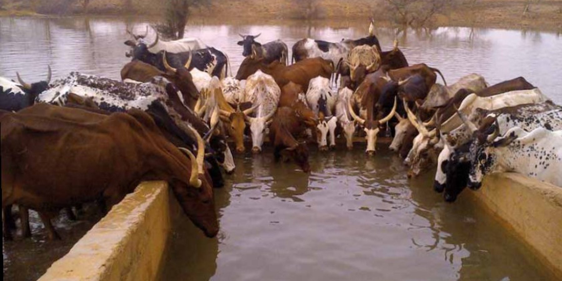 Cattle drinking in one of the ponds of 'Forage Christine'.