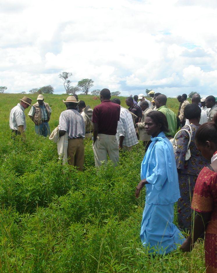 Discussing the performance of the Magoye Planter with a test farmer in a field planted with the same