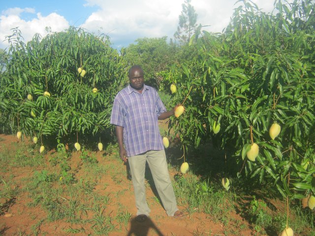 MANGO AND CITRUS TRESS GROWN AS CASHCROPS AND FOR SOIL FERTILITY IMPROVEMENT